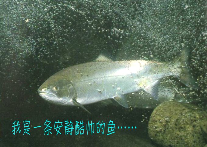 鱼1
