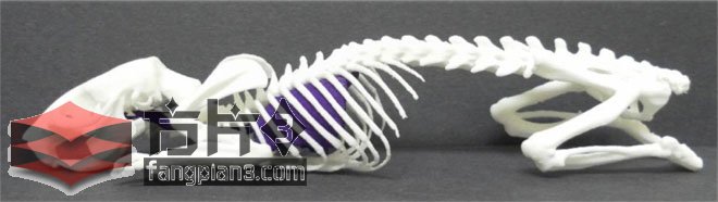 3D打印动物骨骼模型