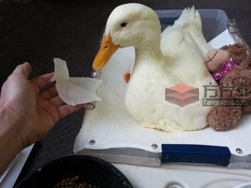 3D打印鸭掌