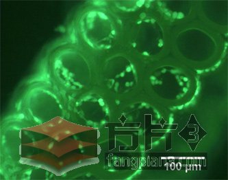 3D打印组织支架
